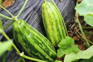 瓜瓜吃瓜好词,好词连连