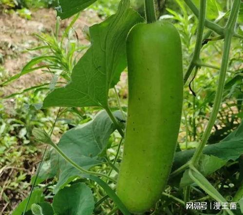 梦到吃瓠子瓜,探寻潜意识中的寓意与启示