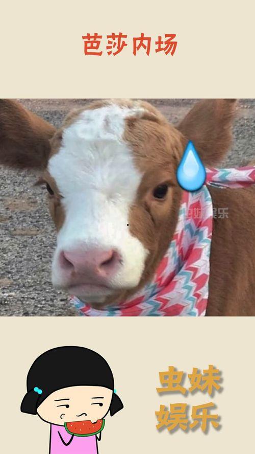 抖音吃瓜婴儿视频,吃瓜婴儿萌态十足，萌化网友心